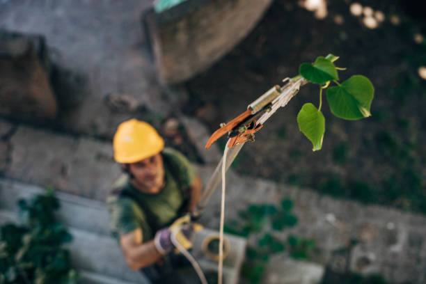 Best Tree Mulching  in Hoquiam, WA