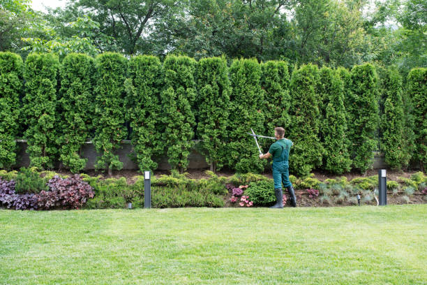 Lawn Renovation and Restoration in Hoquiam, WA